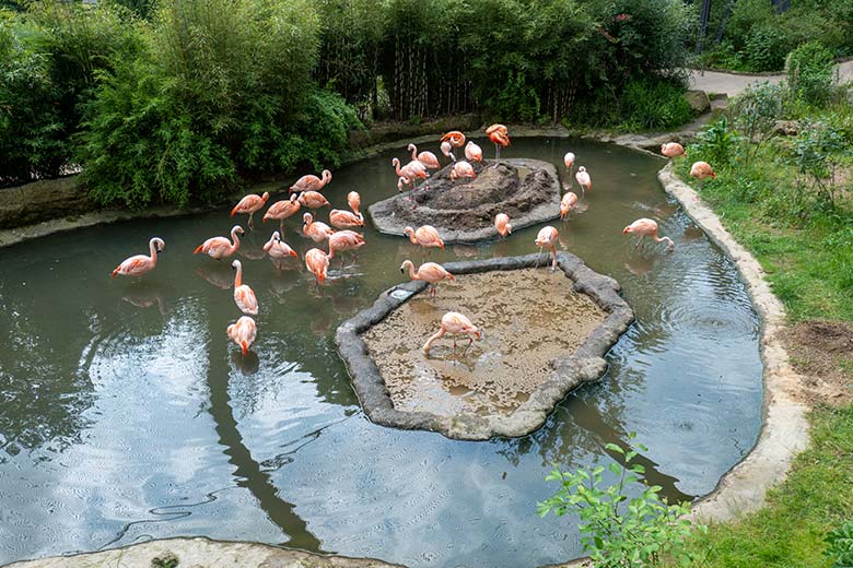 Alle 33 Chileflamingos am 23. Mai 2023 in der Aralandia-Voliere im Grünen Zoo Wuppertal