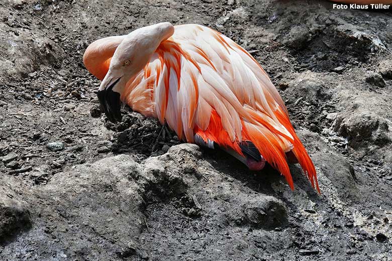 Chileflamingo am 19. Juni 2023 in der Aralandia-Voliere im Grünen Zoo Wuppertal (Foto Klaus Tüller)