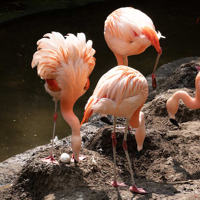 Das erste Ei im Nest der Chileflamingos in der Aralandia-Voliere am 26. Juni 2023 im Grünen Zoo Wuppertal