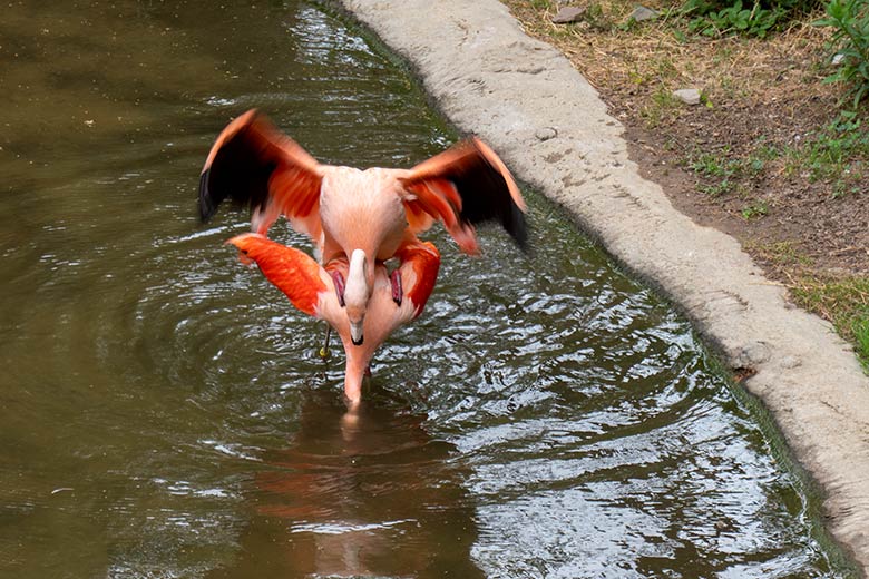 Paarung von Chileflamingos in der Aralandia-Voliere am 26. Juni 2023 im Wuppertaler Zoo