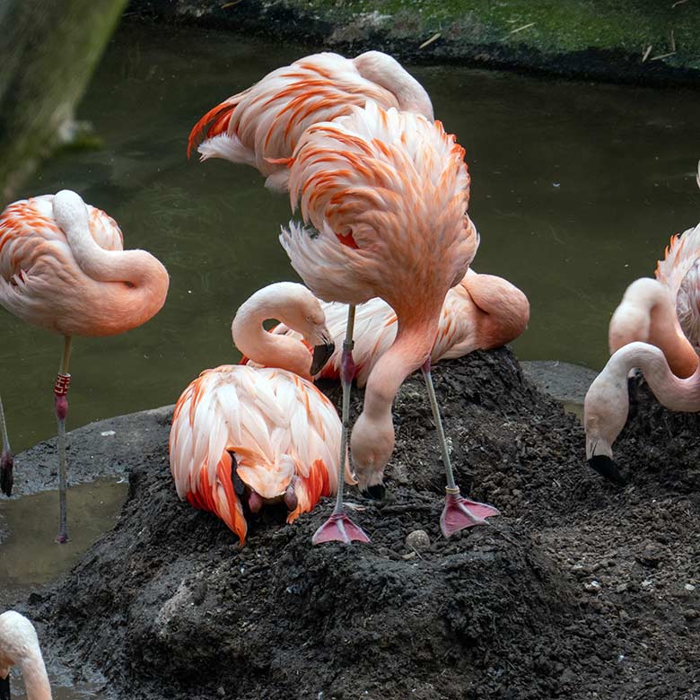 Vom Chileflamingo teilweise eingegrabenes sogenanntes braunes Matsch-Ei der Chileflamingos am 3. Juli 2023 im Nest auf der Brutinsel in der Aralandia-Voliere im Zoologischen Garten Wuppertal