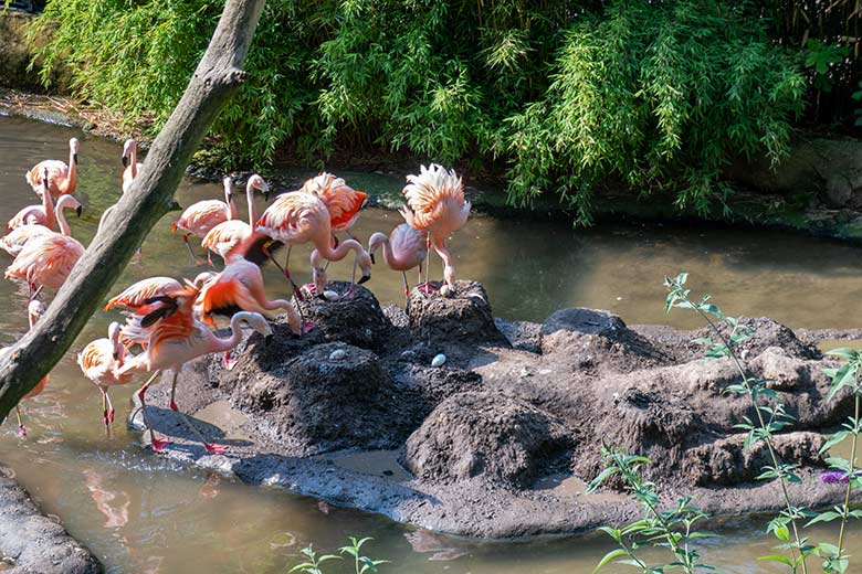 Chileflamingos und vier Eier in Nestern in der Aralandia-Voliere am 9. Juli 2023 im Wuppertaler Zoo