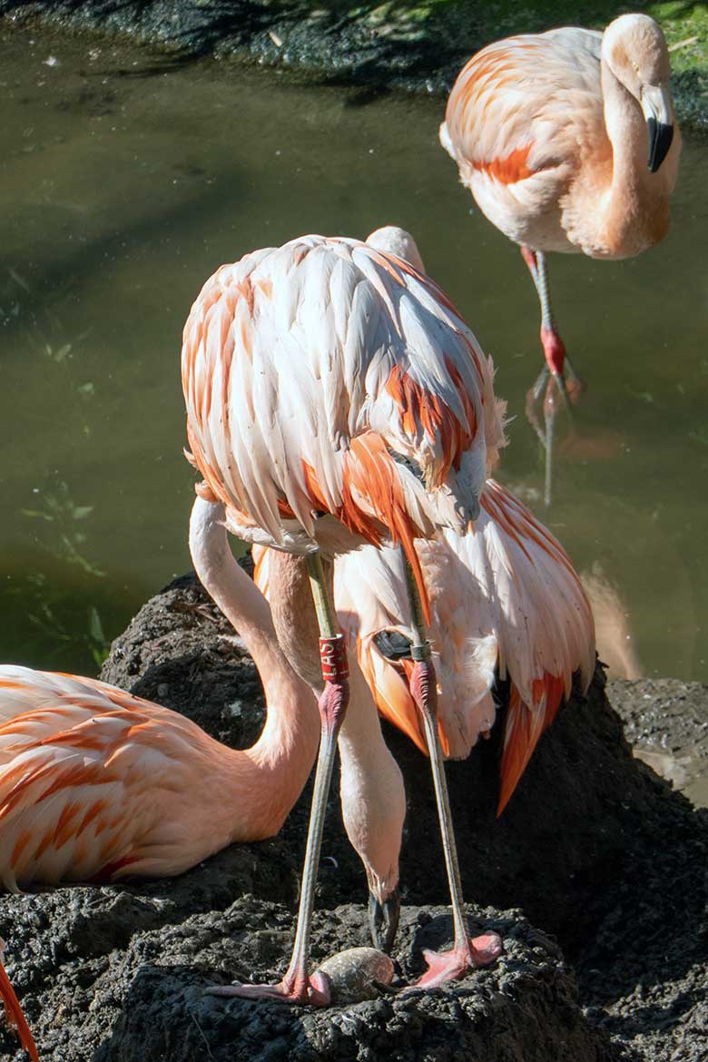 Vom Tierpflege-Team ausgegrabenes und zurückgelegtes sogenanntes braunes Matsch-Ei der Chileflamingos am 11. Juli 2023 bebrütet im Nest auf der Brutinsel in der Aralandia-Voliere im Grünen Zoo Wuppertal