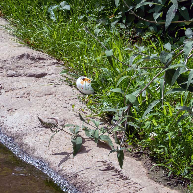 Das um 15:47 Uhr beschädigte Chileflamingo-Ei nahe dem Gras am 16. Juli 2023 am Rand des Wasserbeckens in der Aralandia-Voliere im Zoo Wuppertal