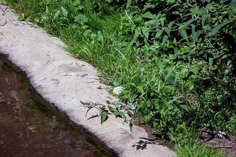 Das um 11:30 Uhr noch unbeschädigte Chileflamingo-Ei nahe dem Gras am 16. Juli 2023 am Rand des Wasserbeckens in der Aralandia-Voliere im Zoologischen Garten der Stadt Wuppertal