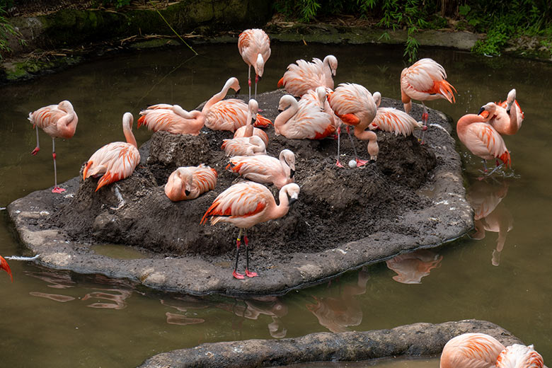 Chileflamingos mit Ei im Nest am 18. Juli 2023 auf der Brutinsel in der Aralandia-Voliere im Grünen Zoo Wuppertal