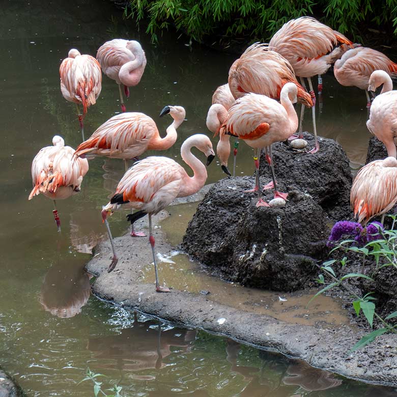 Zwei der sieben bebrüteten Eier in Nestern der Chileflamingos am 28. Juli 2023 auf der Brutinsel in der Aralandia-Voliere im Zoologischen Garten Wuppertal