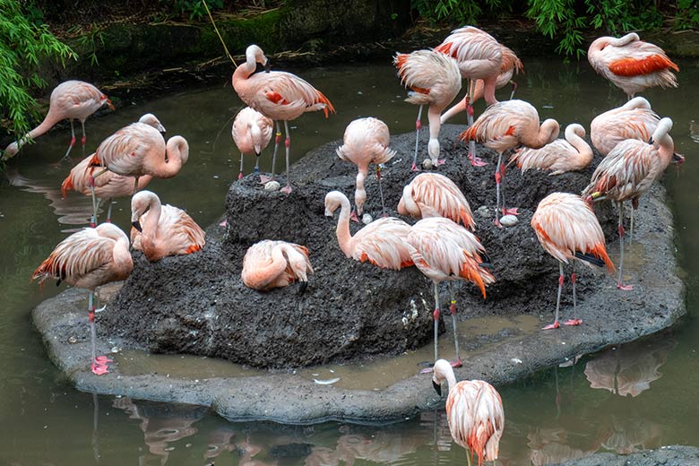 Vier der sieben bebrüteten Eier in Nestern der Chileflamingos am 28. Juli 2023 auf der Brutinsel in der Aralandia-Voliere im Grünen Zoo Wuppertal