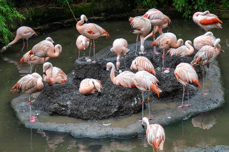 Vier der sieben bebrüteten Eier in Nestern der Chileflamingos am 28. Juli 2023 auf der Brutinsel in der Aralandia-Voliere im Grünen Zoo Wuppertal