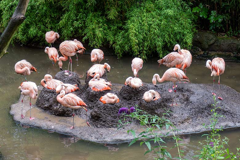 Das erste (Ende Juni 2023) gelegte Ei der sieben bebrüteten Eier im Nest der Chileflamingos am 28. Juli 2023 auf der Brutinsel in der Aralandia-Voliere im Wuppertaler Zoo