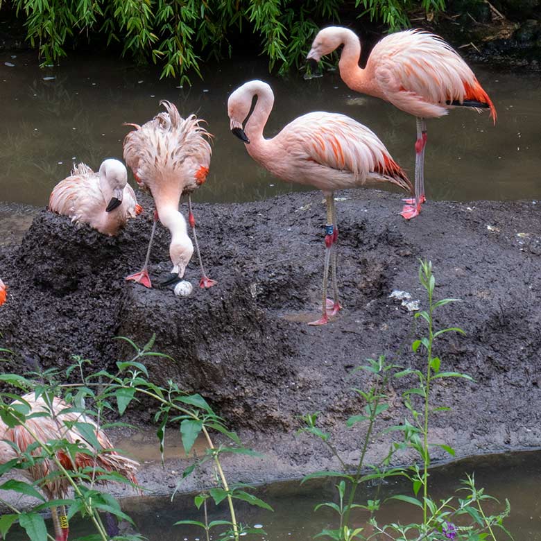 Das zuletzt gelegte Ei der sieben bebrüteten Eier im Nest der Chileflamingos am 28. Juli 2023 auf der Brutinsel in der Aralandia-Voliere im Zoo Wuppertal