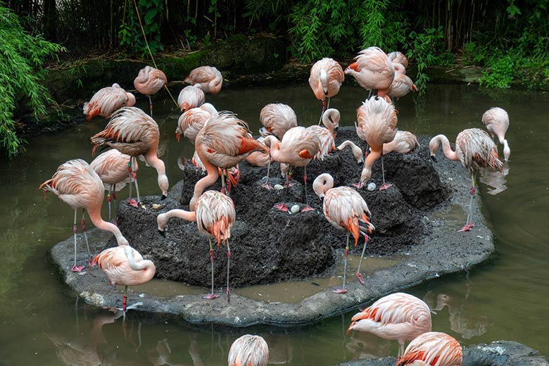 Drei der sechs bebrüteten Eier in Nestern der Chileflamingos am 29. Juli 2023 auf der Brutinsel in der Aralandia-Voliere im Grünen Zoo Wuppertal