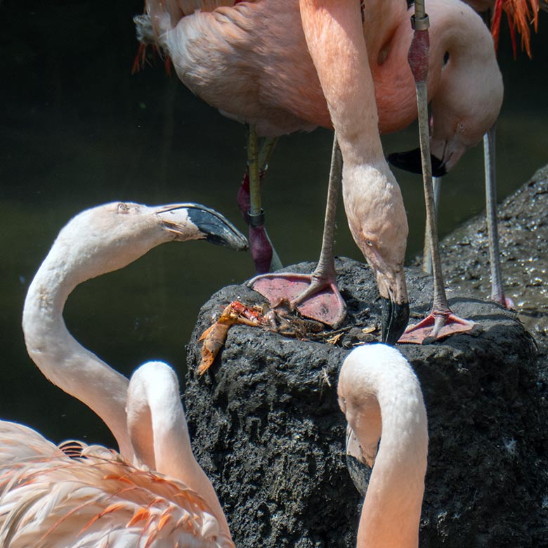 Chileflamingos mit den Resten eines toten Küken im Nest am 2. August 2023 auf der Brutinsel in der Aralandia-Voliere im Wuppertaler Zoo