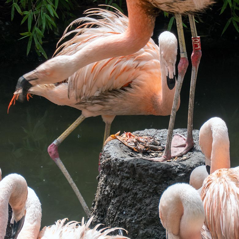 Chileflamingos mit den Resten eines toten Küken im Nest am 2. August 2023 auf der Brutinsel in der Aralandia-Voliere im Zoologischen Garten Wuppertal