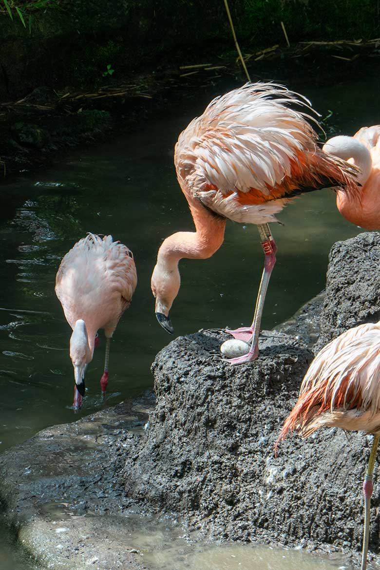 Das zweite Ei auf dem Brut-Kegel der Chileflamingos am 29. Juli 2023 auf der Brutinsel in der Aralandia-Voliere im Grünen Zoo Wuppertal