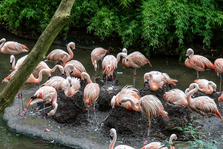 Chileflamingo-Küken im Nest am 17. August 2023 auf der Brutinsel in der Aralandia-Voliere im Grünen Zoo Wuppertal