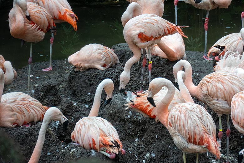 Chileflamingo-Küken im Nest am 17. August 2023 auf der Brutinsel in der Aralandia-Voliere im Zoologischen Garten Wuppertal