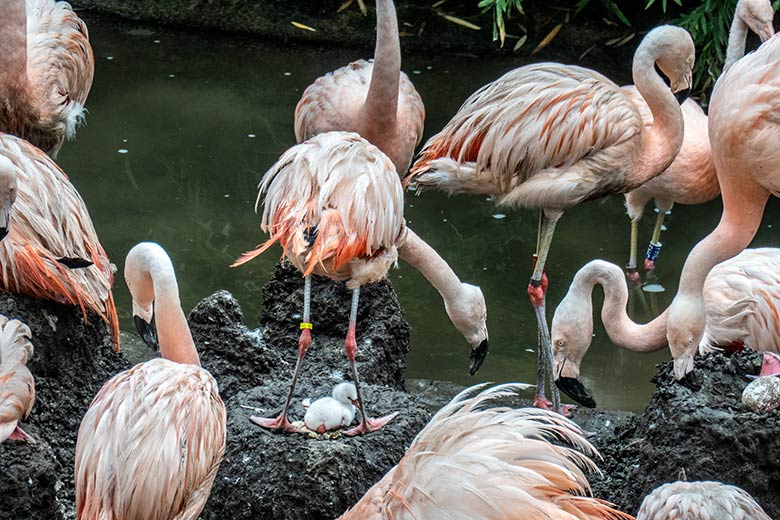 Chileflamingo-Küken im Nest am 17. August 2023 auf der Brutinsel in der Aralandia-Voliere im Zoo Wuppertal