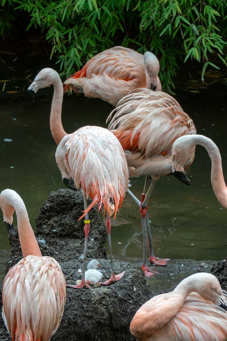 Chileflamingo-Küken im Nest am 17. August 2023 auf der Brutinsel in der Aralandia-Voliere im Wuppertaler Zoo