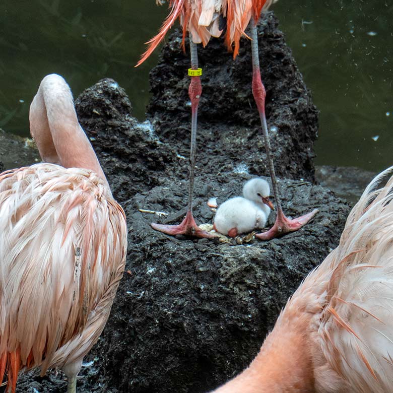 Chileflamingo-Küken im Nest am 17. August 2023 auf der Brutinsel in der Aralandia-Voliere im Grünen Zoo Wuppertal