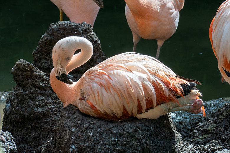 Chileflamingo-Küken im Gefieder eines Eltern-Chileflamingo am 18. August 2023 auf der Brutinsel in der Aralandia-Voliere im Zoologischen Garten der Stadt Wuppertal