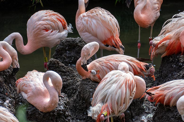 Chileflamingo-Küken im Gefieder eines Eltern-Chileflamingo am 18. August 2023 auf der Brutinsel in der Aralandia-Voliere im Wuppertaler Zoo