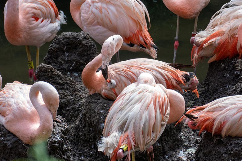 Chileflamingo-Küken im Gefieder eines Eltern-Chileflamingo am 18. August 2023 auf der Brutinsel in der Aralandia-Voliere im Zoo Wuppertal