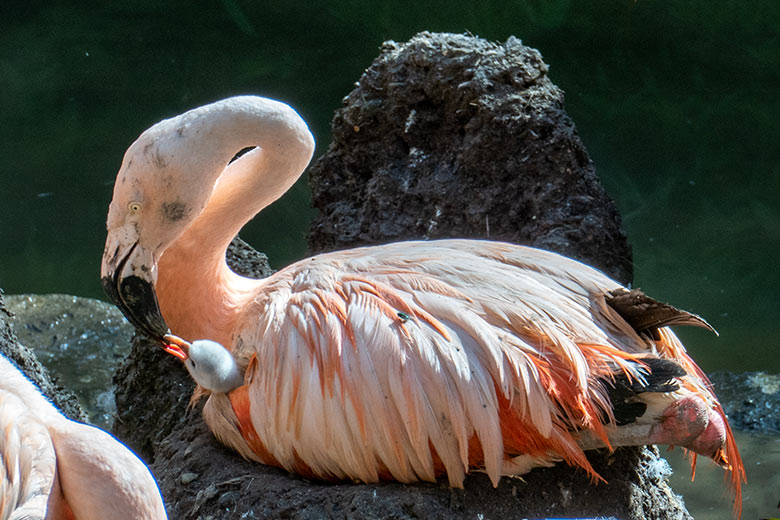 Chileflamingo-Küken im Gefieder eines Eltern-Chileflamingo am 18. August 2023 auf der Brutinsel in der Aralandia-Voliere im Zoologischen Garten Wuppertal