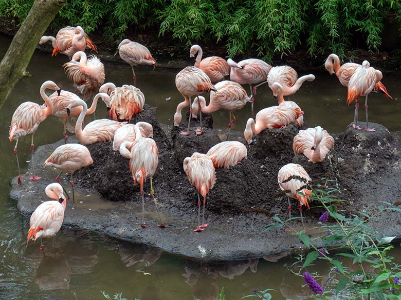 Chileflamingo-Nest ohne Küken am 19. August 2023 auf der Brutinsel in der Aralandia-Voliere im Grünen Zoo Wuppertal