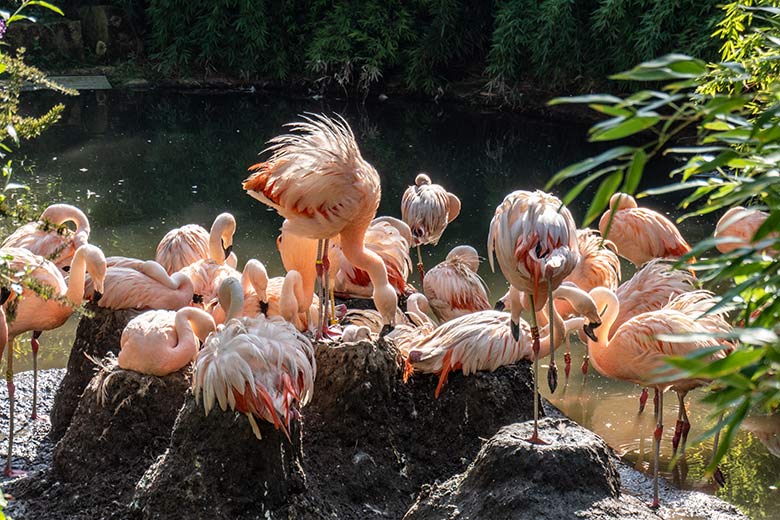 Chileflamingo-Küken am 10. September 2023 auf der Brutinsel in der Aralandia-Voliere im Grünen Zoo Wuppertal