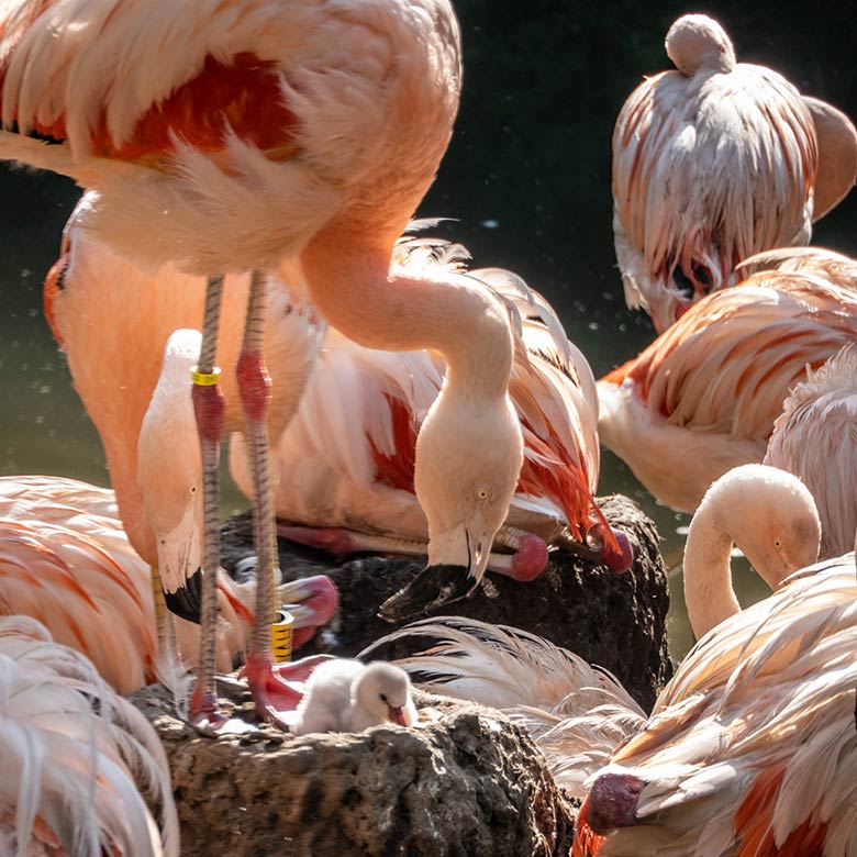 Chileflamingo-Küken am 10. September 2023 auf der Brutinsel in der Aralandia-Voliere im Zoologischen Garten der Stadt Wuppertal