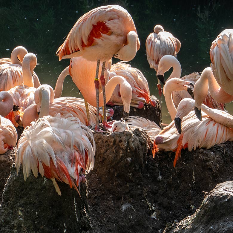 Chileflamingo-Küken am 10. September 2023 auf der Brutinsel in der Aralandia-Voliere im Wuppertaler Zoo