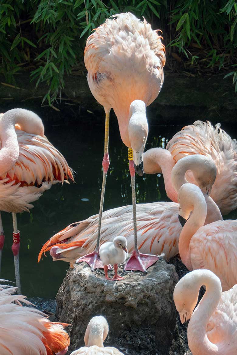 Chileflamingo-Küken am 12. September 2023 auf der Brutinsel in der Aralandia-Voliere im Grünen Zoo Wuppertal