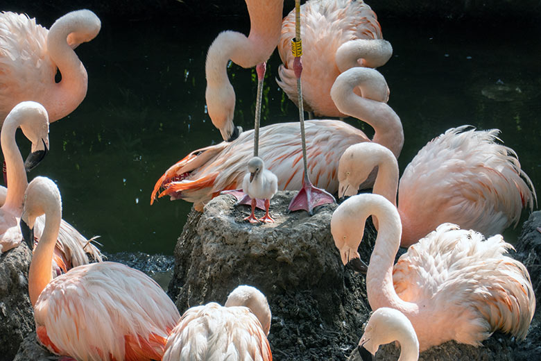 Chileflamingo-Küken am 12. September 2023 auf der Brutinsel in der Aralandia-Voliere im Zoologischen Garten Wuppertal