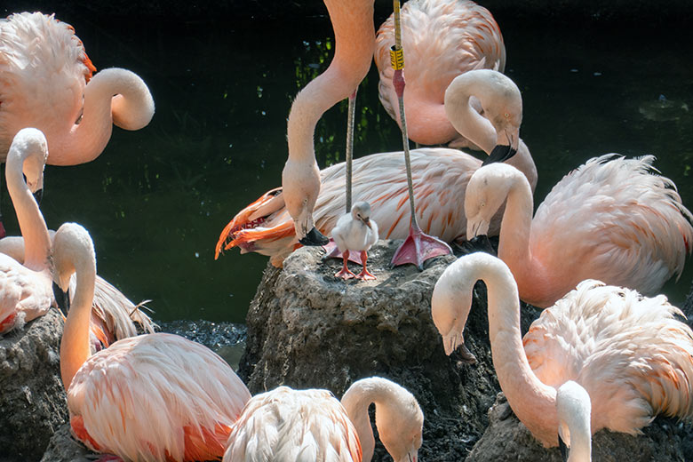 Chileflamingo-Küken am 12. September 2023 auf der Brutinsel in der Aralandia-Voliere im Zoo Wuppertal