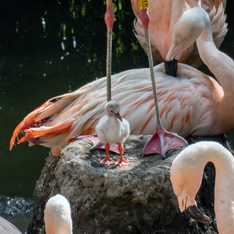 Chileflamingo-Küken am 12. September 2023 auf der Brutinsel in der Aralandia-Voliere im Wuppertaler Zoo