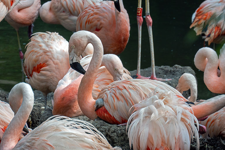 Chileflamingo-Küken im Gefieder eines Eltern-Chileflamingo am 12. September 2023 auf der Brutinsel in der Aralandia-Voliere im Grünen Zoo Wuppertal