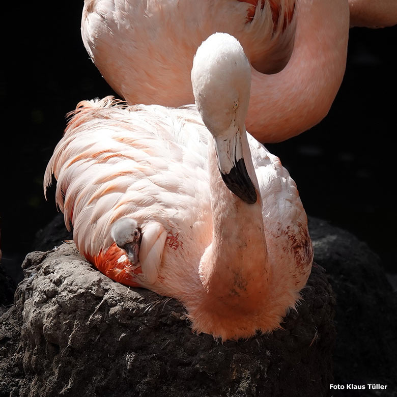 Chileflamingo-Küken am 14. September 2023 auf der Brutinsel in der Aralandia-Voliere im Grünen Zoo Wuppertal (Foto Klaus Tüller)