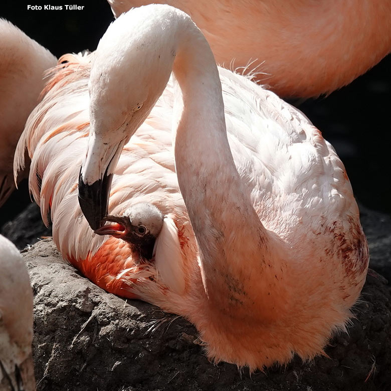 Chileflamingo-Küken am 14. September 2023 auf der Brutinsel in der Aralandia-Voliere im Zoologischen Garten Wuppertal (Foto Klaus Tüller)