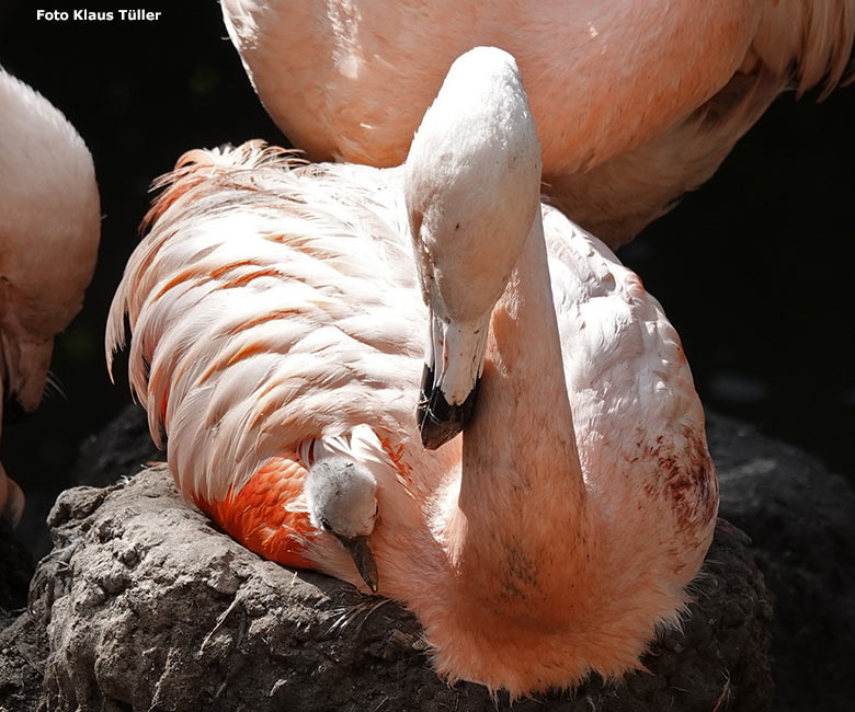 Chileflamingo-Küken am 14. September 2023 auf der Brutinsel in der Aralandia-Voliere im Zoo Wuppertal (Foto Klaus Tüller)