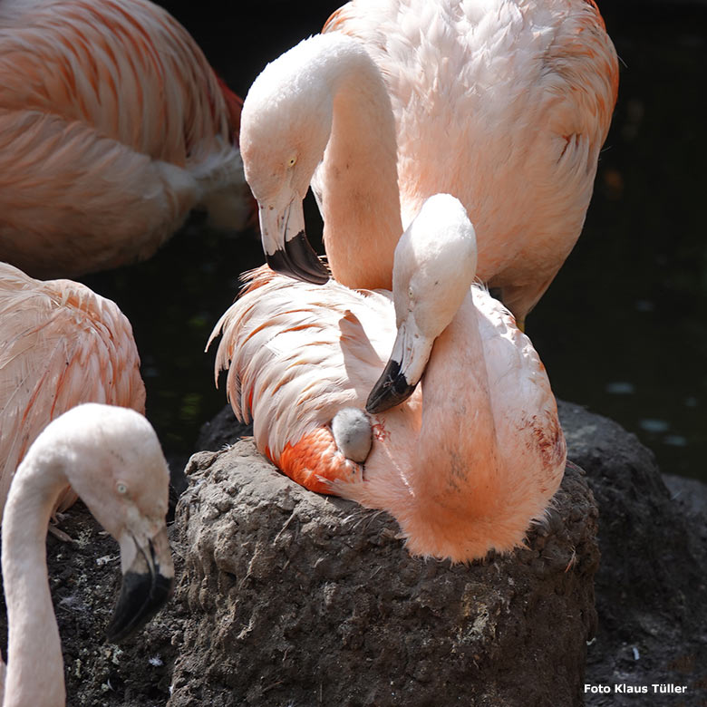 Chileflamingo-Küken am 14. September 2023 auf der Brutinsel in der Aralandia-Voliere im Grünen Zoo Wuppertal (Foto Klaus Tüller)