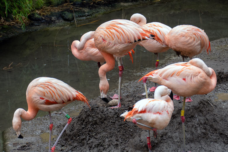 Chile-Flamingo mit einem Ei im Nest am 13. Juli 2025 in der Aralandia-Voliere im Wuppertaler Zoo