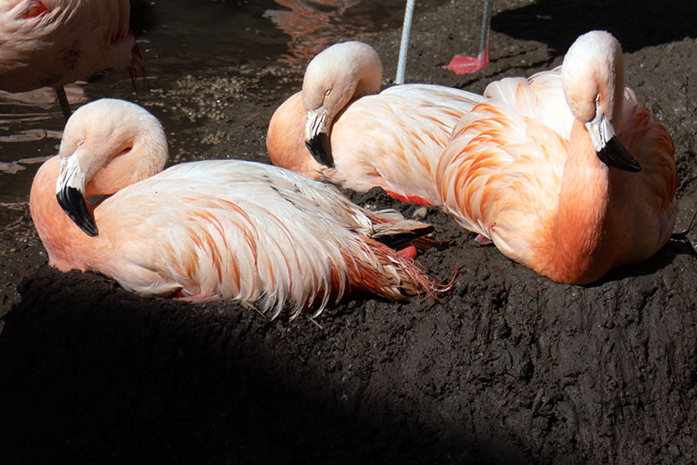 Brütende Chile-Flamingos auf zwei Eiern am 19. Juli 2025 in der Aralandia-Voliere im Zoo Wuppertal