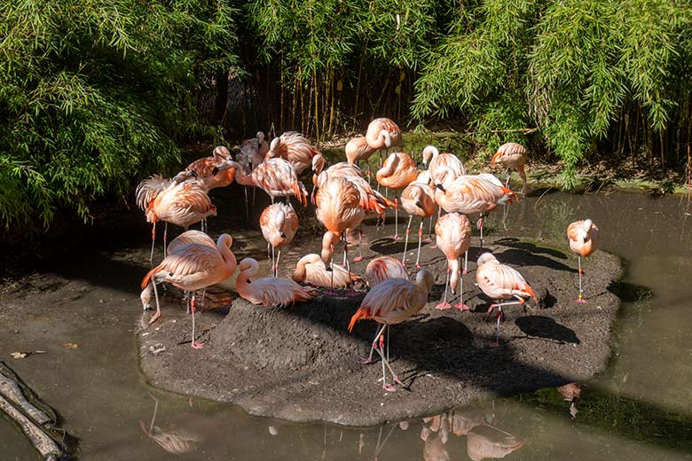 Brütende Chile-Flamingos am 19. Juli 2025 in der Aralandia-Voliere im Zoologischen Garten Wuppertal