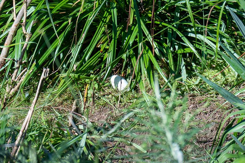 Unbebrütetes Chile-Flamingo-Ei im Gras am 19. Juli 2025 in der Aralandia-Voliere im Grünen Zoo Wuppertal