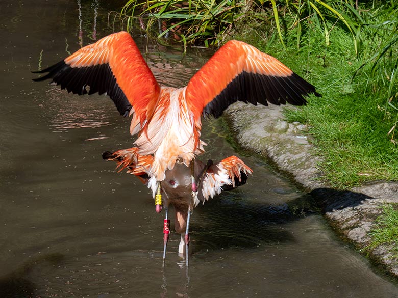 Chile-Flamingo-Paar beim Tretakt am 19. Juli 2025 in der Aralandia-Voliere im Wuppertaler Zoo