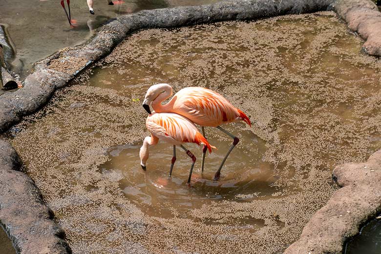 Chile-Flamingo-Paar vor dem Tretakt am 19. Juli 2025 in der Aralandia-Voliere im Zoologischen Garten der Stadt Wuppertal