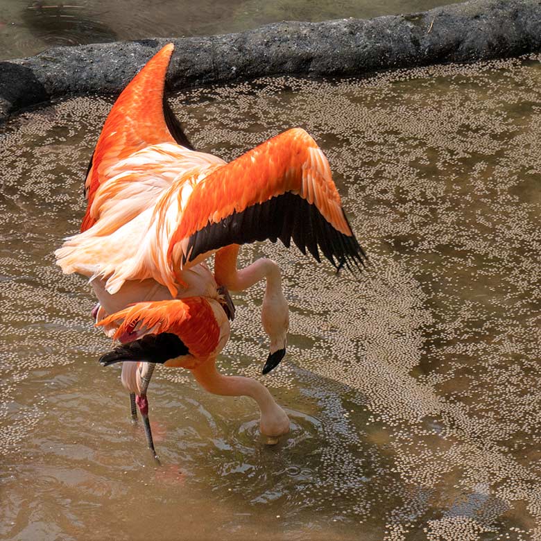 Chile-Flamingo-Paar beim Tretakt am 19. Juli 2025 in der Aralandia-Voliere im Zoo Wuppertal