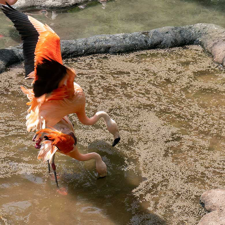 Chile-Flamingo-Paar beim Tretakt am 19. Juli 2025 in der Aralandia-Voliere im Grünen Zoo Wuppertal
