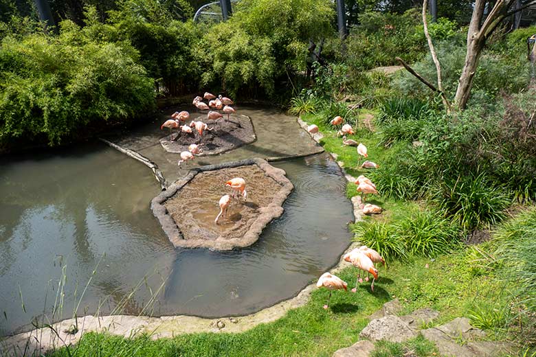 Gruppe der 33 Chile-Flamingos am 19. Juli 2025 in der Aralandia-Voliere im Wuppertaler Zoo